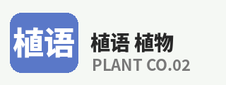 探花