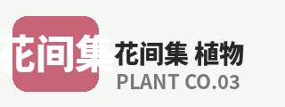 探花